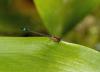 Ischnura elegans